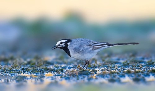 Moroccon Wagtail - Bachstelze - Motacilla alba ssp. subpersonata, Morocco