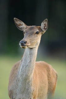 A stag gazes attentively, surrounded by a natural environment, red deer (Cervus elaphus), Bavaria