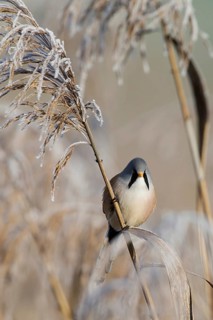 Bearded reedling (Panurus biarmicus) male foraging for seeds on a reed stalk covered with frost in