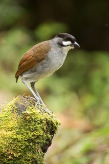 Jocotoco Antpitta (Grallaria ridgelyi), Tapichalaca Reserve, Ecuador