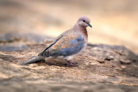 Palm Pigeon (Spilopelia senegalensis), adult, on the ground, alert, Mountain Zebra National Park,