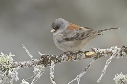Grey-headed Junco (Junco hyemalis caniceps), New Mexico, USA