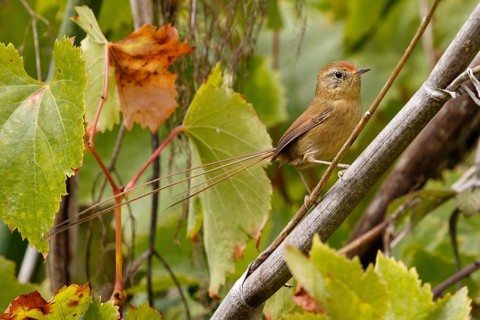 Des Murs's Wiretail (Sylviorthorhynchus desmurii), Valparaiso, Chile