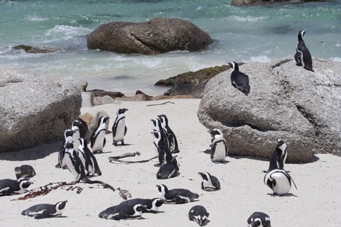 African Penguin (Spheniscus demersus) group on beach, South Africa