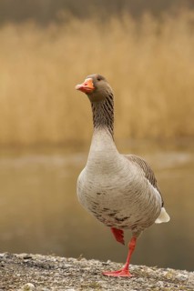 Greylag Goose (Anser anser), Bavaria, Germany
