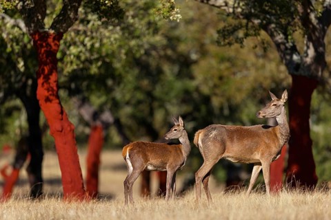 Red deer, (Cervus elaphus), young animal, animals, mammals, female with young animal, El Millaron