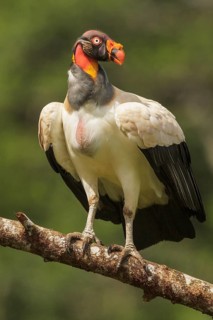 King Vulture (Sarcoramphus papa) perched on a branch in Costa Rica