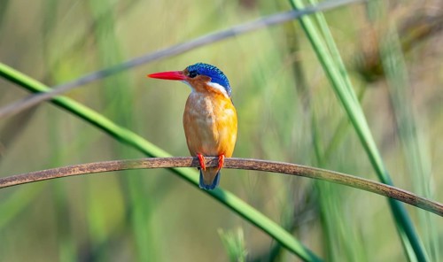 Crested Pygmy Kingfisher (Corythornis scalloped ribbonfish), bird sitting on a branch, Mabamba