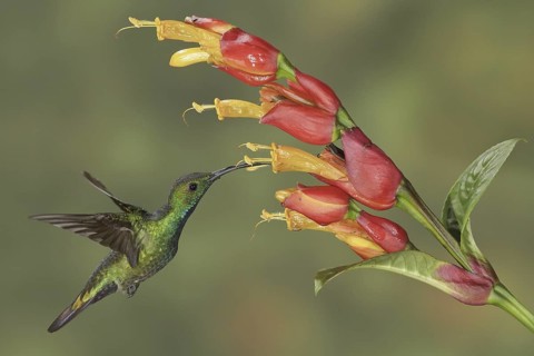 Green-breasted Mango (Anthracothorax prevostii), Costa Rica