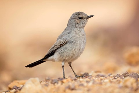 Schwarzschwanz, Blackstart, Cercomela melanura, Traquet à queue noire, Colinegro Real