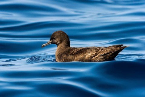 Sooty Shearwater (Ardenna grisea), Eilat, Israel