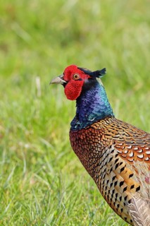 Pheasant, hunting pheasant (Phasianus colchicus), adult male bird in a meadow, animal portrait,