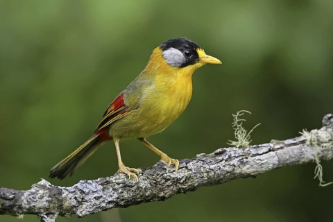 Silver-eared Mesia (Leiothrix argentauris), Malaysia