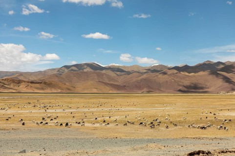 A serene landscape in Ladakh, India, showing a field with grazing sheep under a vast blue sky,