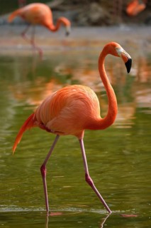 American flamingo (Phoenicopterus ruber) pink bird in pond