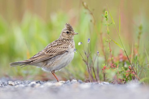 Eurasian Skylark (Alauda arvensis) male perched on the ground, Poland
