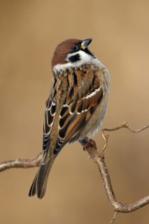 Eurasian Tree Sparrow (Passer montanus), Utrecht, Netherlands