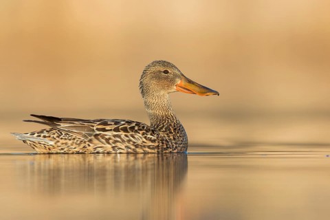 Northern Shoveler (Anas clypeata) swimming in a pond in Manitoba, Canada