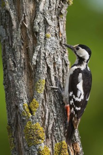 Syrian Woodpecker (Dendrocopos syriacus) female, Burgenland, Austria