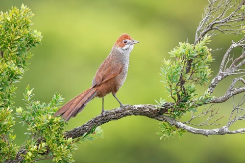 Rufous Bristlebird (Dasyornis broadbenti) male, Victoria, Australia