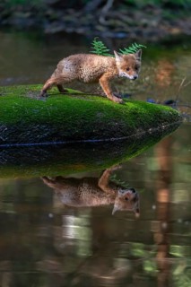 One young red fox, Vulpes vulpes, walking over a mossy rock in a shallow forest creek in late light