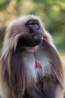 Portrait of an adult male Gelada (Theropithecus gelada), or bleeding-heart monkey
