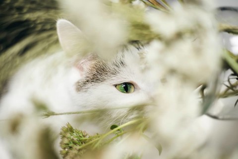 A green-eyed cat gazes through delicate white flowers and lush foliage, creating a serene and