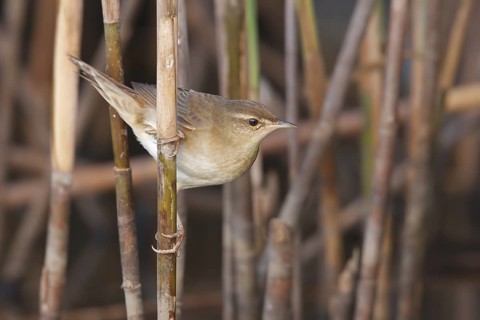 Middendorff's Grasshopper Warbler (Locustella ochotensis), Guandu Wetlands, Taiwan