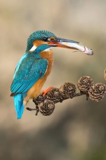 Common Kingfisher (Alcedo atthis) female perched on a branch with a fish in its beak, Lower Saxony,