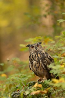 Eurasian Eagle-Owl (Bubo bubo) captive, Baden-Wuerttemberg, Germany