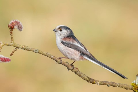 Long-tailed Tit (Aegithalos caudatus) sitting on a branch of a black poplar (Populus nigra),