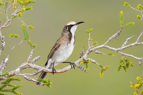 Tawny-crowned Honeyeater (Gliciphila melanops), Kangaroo Island, South Australia, Australia