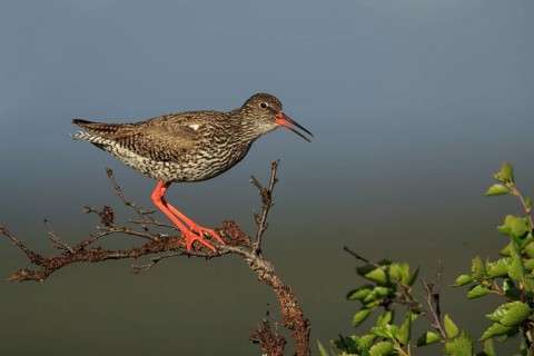 Common Redshank (Tringa totanus), Dalarna, Sweden