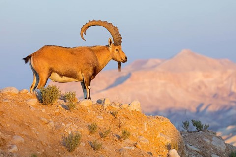 Nubian ibex, Nubian ibex, (Capra nubiana), animals, mammals, ibex, Ben Gurion's Tomb, Midreshet