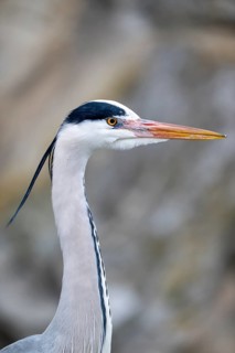 Grey heron (Ardea cinerea), portrait, Vienna, Austria