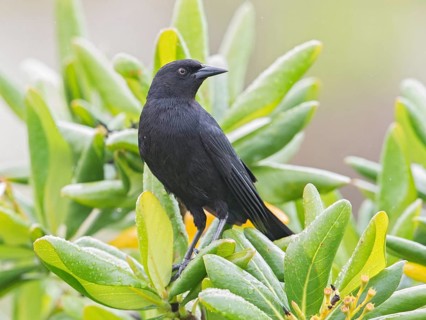 Cuban Blackbird (Ptiloxena atroviolacea), Cuba