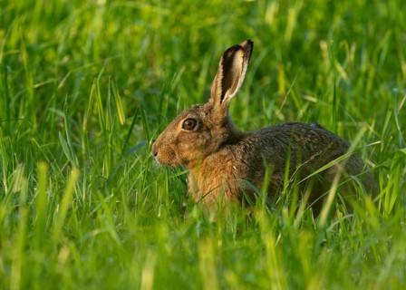 European hare (Lepus europaeus) sitting in a green meadow, wildlife, Lower Saxony, Germany