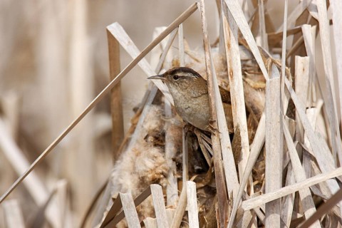 Marsh Wren (Cistothorus palustris), British Columbia, Canada