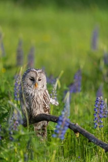 One Ural owl (Strix uralensis) sitting on a branch lying in a field of flowering lupines in late