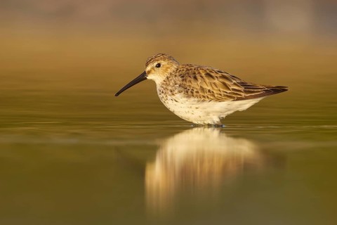 Dunlin (Calidris alpina) foraging, North Rhine-Westphalia, Germany