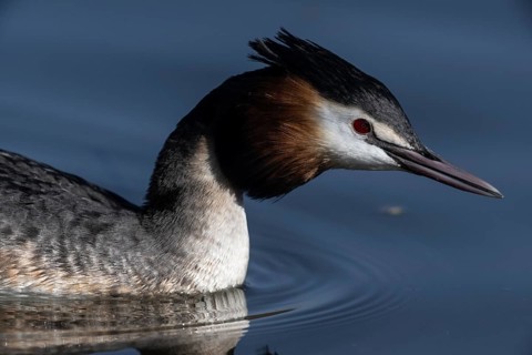 Great Crested Grebe (Podiceps cristatus), Emsland, Lower Saxony, Germany
