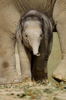 A young elephant baby stands curiously between the legs of an adult elephant, Asian elephant