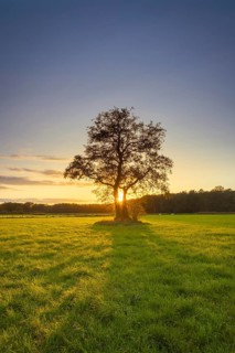 View of a tree standing alone in a meadow in the sunset, autumn, tree, willow, meadow, backlight,