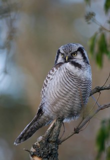 Northern Hawk-Owl (Surnia ulula), Saxony, Germany