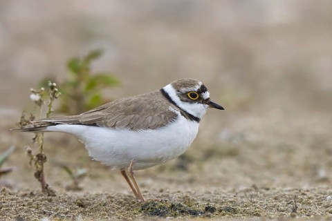 Little Ringed Plover (Charadrius dubius) female foraging, North Rhine-Westphalia, Germany