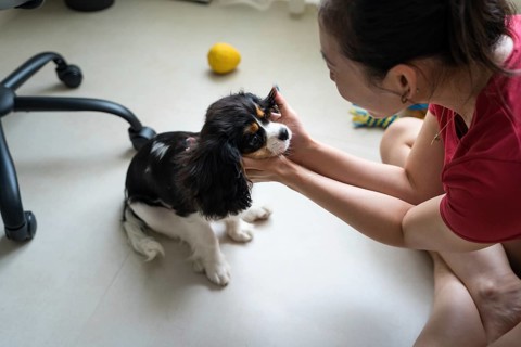 A young woman is training her Cavalier King Charles Spaniel indoors. The cheerful scene captures
