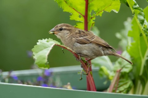 House sparrow (Passer domesticus) adult garden bird eating Swiss chard plant leaves in a vegetable