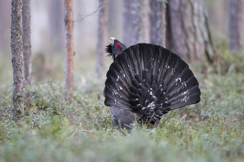 Western Capercaillie (Tetrao urogallus) male, Nizhegorodskaya, Russia