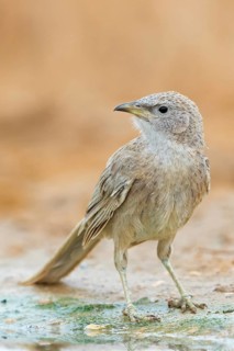 Graudrossling, Arabian Babbler, Turdoides squamiceps, Cratérope écaillé, Tordalino Arábigo