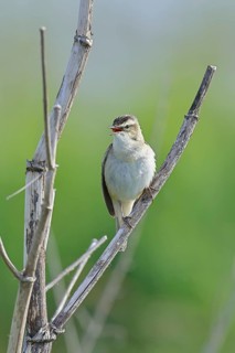 Reed Warbler (Acrocephalus schoenobaenus) singing in a shrub, Wildlife, Lembruch, Ochsen Moor,